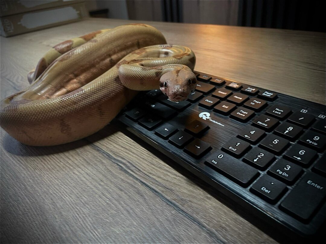 Питон Бенч, живой маскот компании Андрея Кондратьева