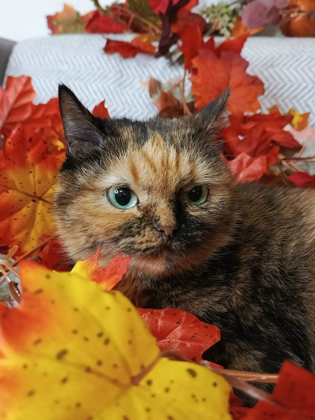 Фестиваль «Котябрь»