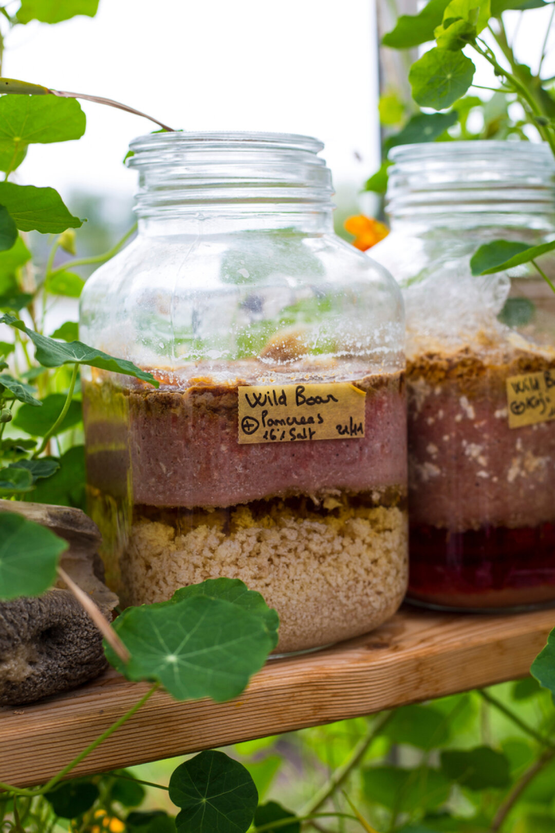 Процесс ферментации в ресторане Noma (Стокгольм)