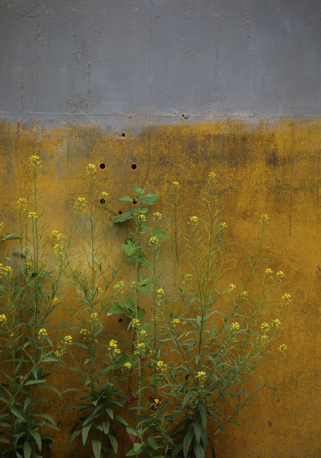 Черкасова Елизавета