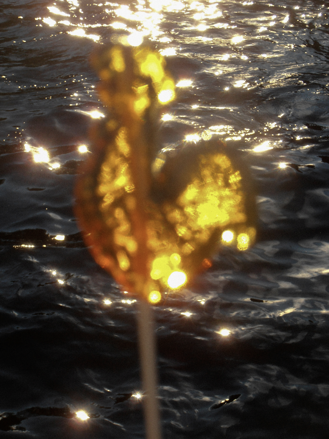 Виктория Кибе