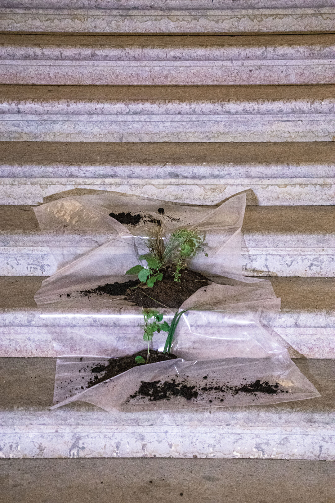 Росток сада в крипте Храма Посещения Пресвятой Девой Марией Елизаветы для экспозиции «Приглашение принято»