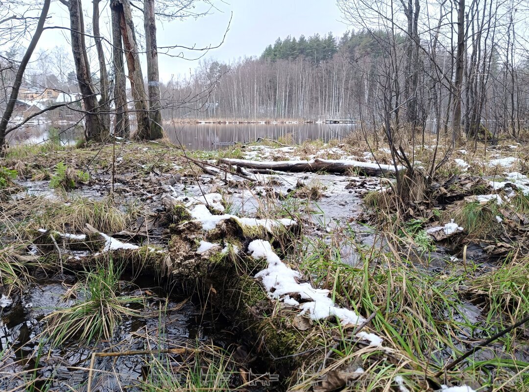 Оригинальная фотография из материала Собака.ru (фото: Константин Крылов)