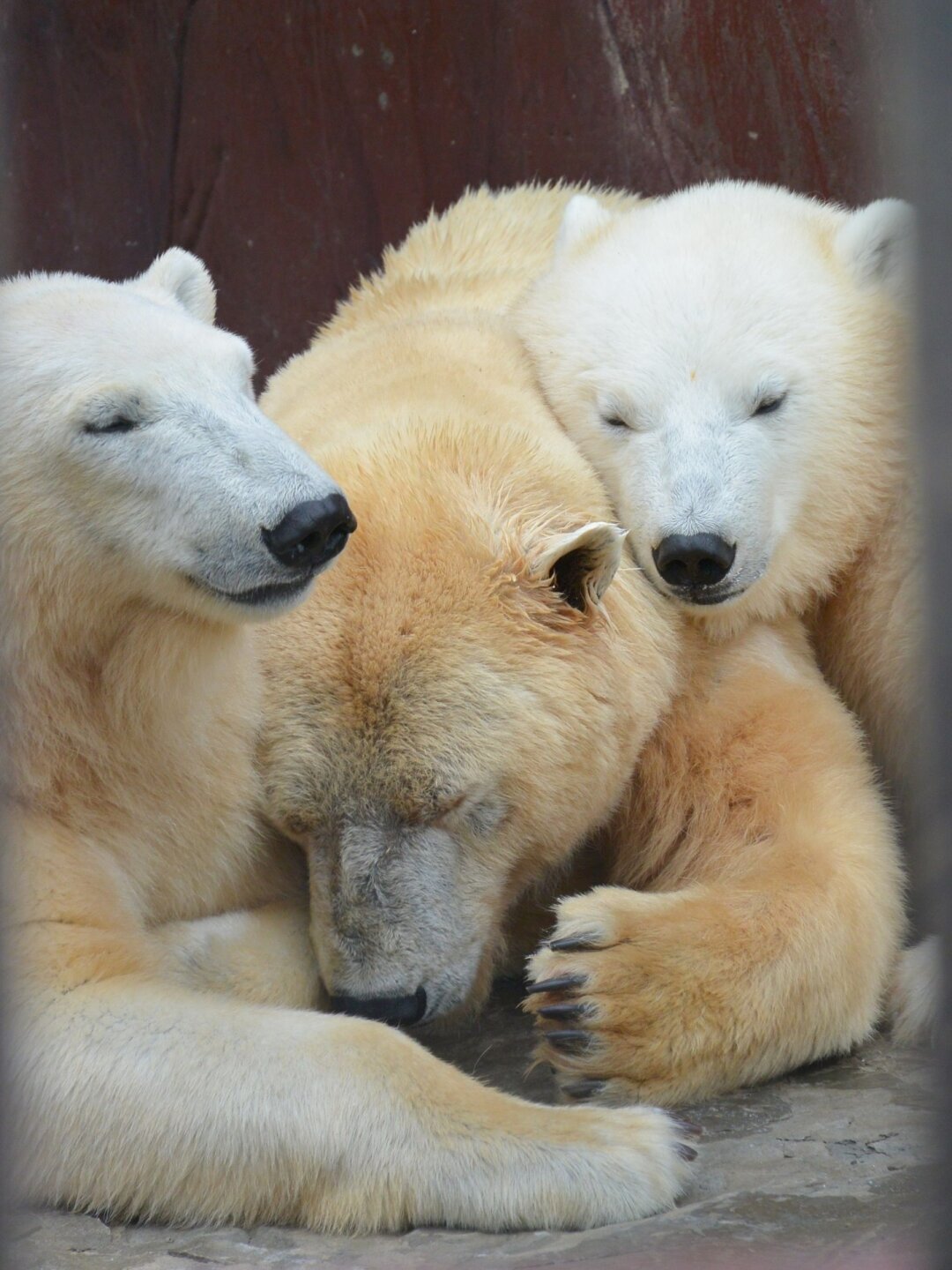 Представление новых животных пермского зоопарка