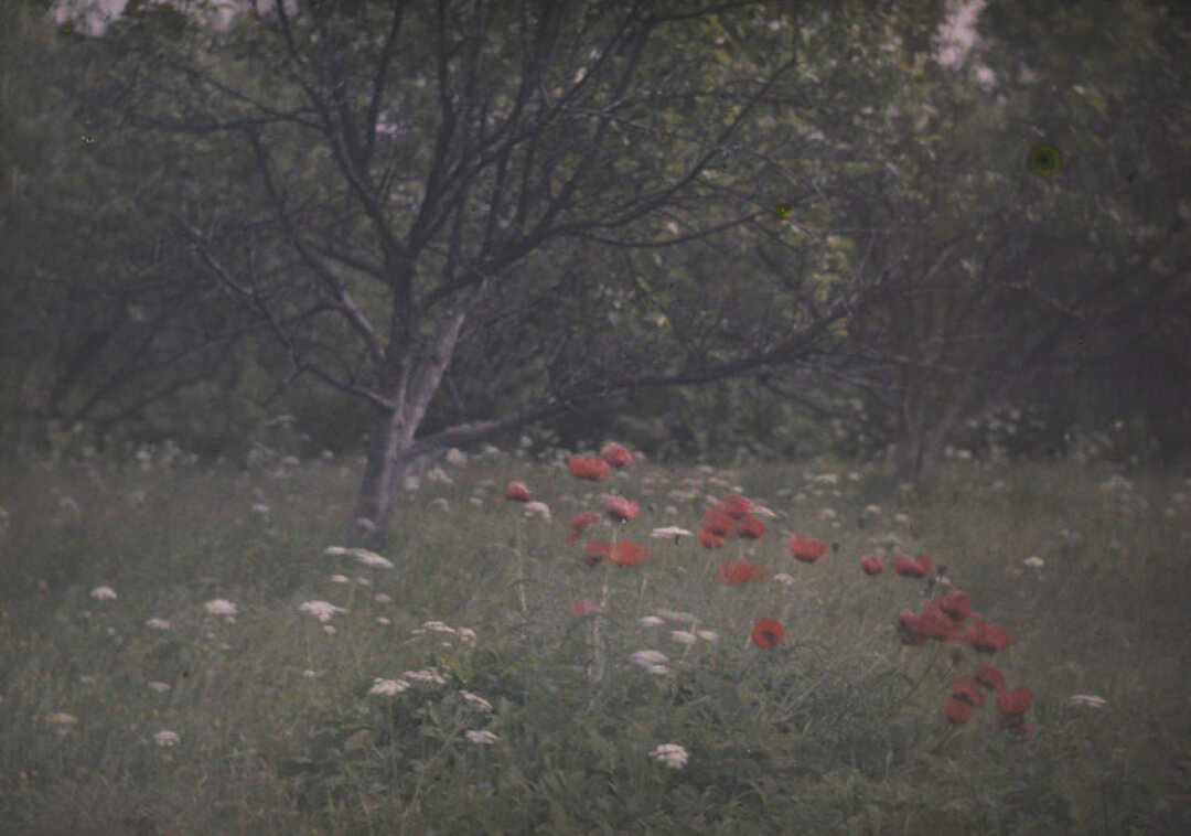 Неизвестный автор. Пейзаж с маками