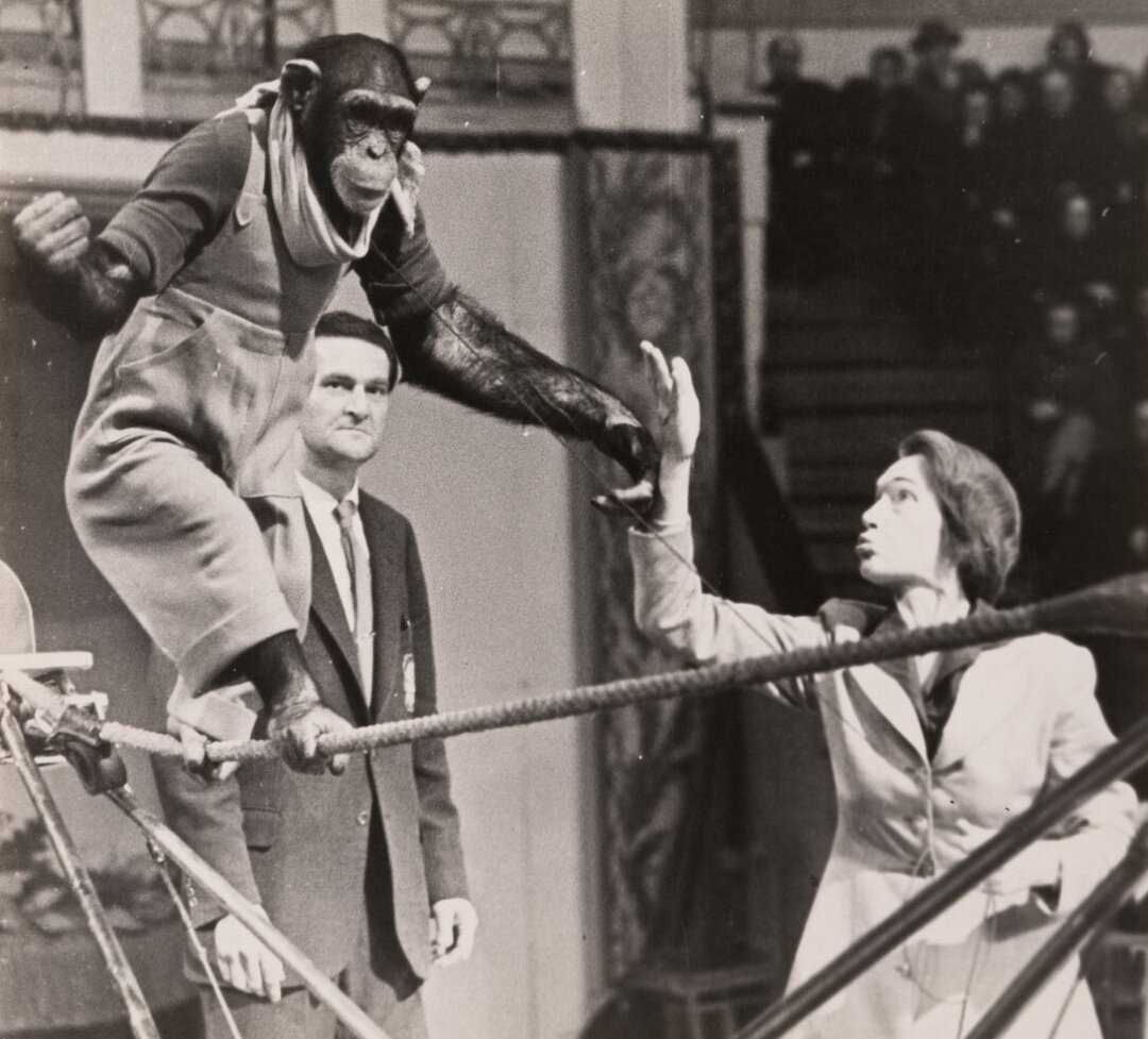 Н. Иванов. Урсула Прей с дрессированными шимпанзе. 1950–1960-е