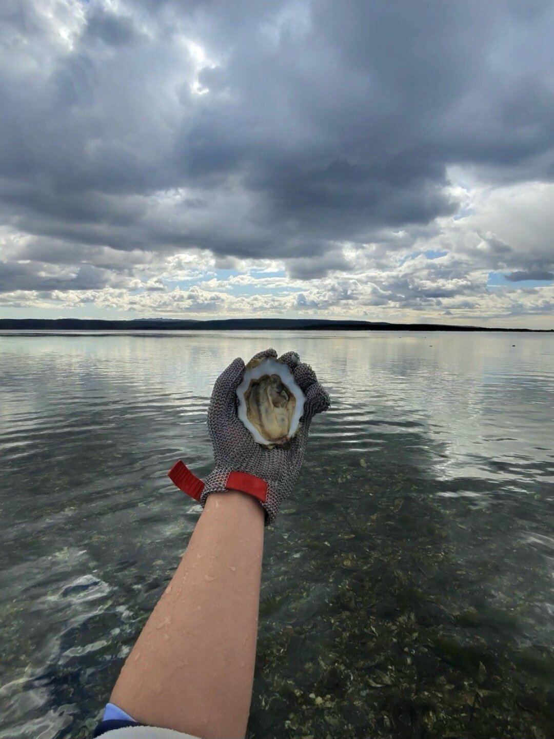 Устрица, которую Дарья нашла на озере Буссе на юге Сахалина (устричная мекка России)