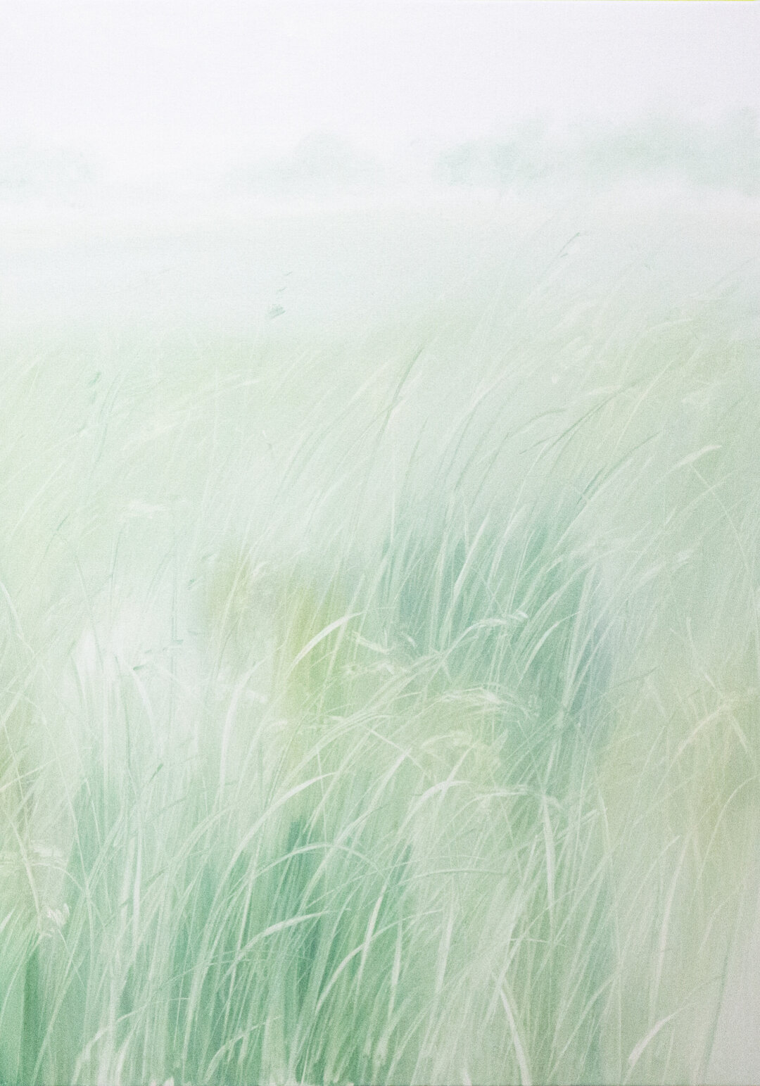 Татьяна Прокшина. Травы II. 2026