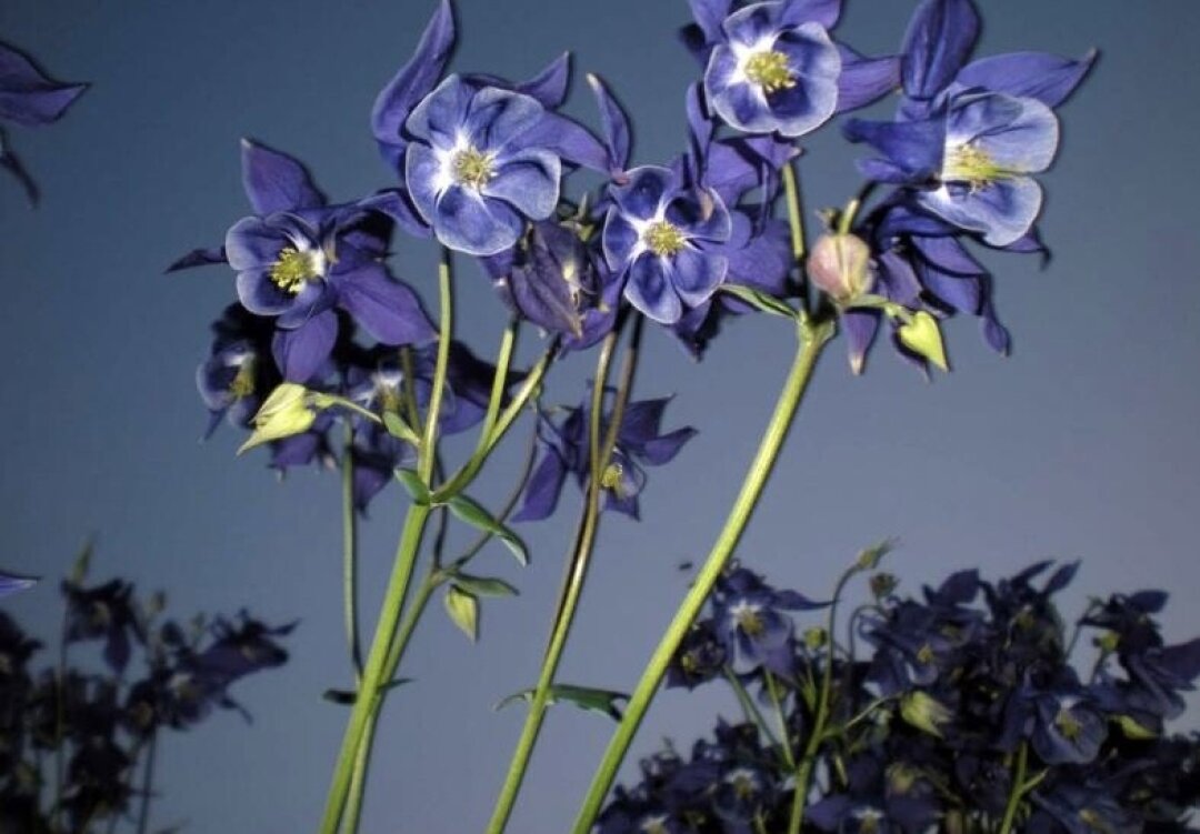 Степан Чубаев. Весна II. 2025