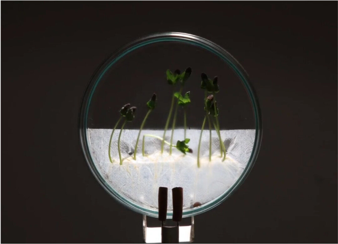 Три сестры. Грибная версия