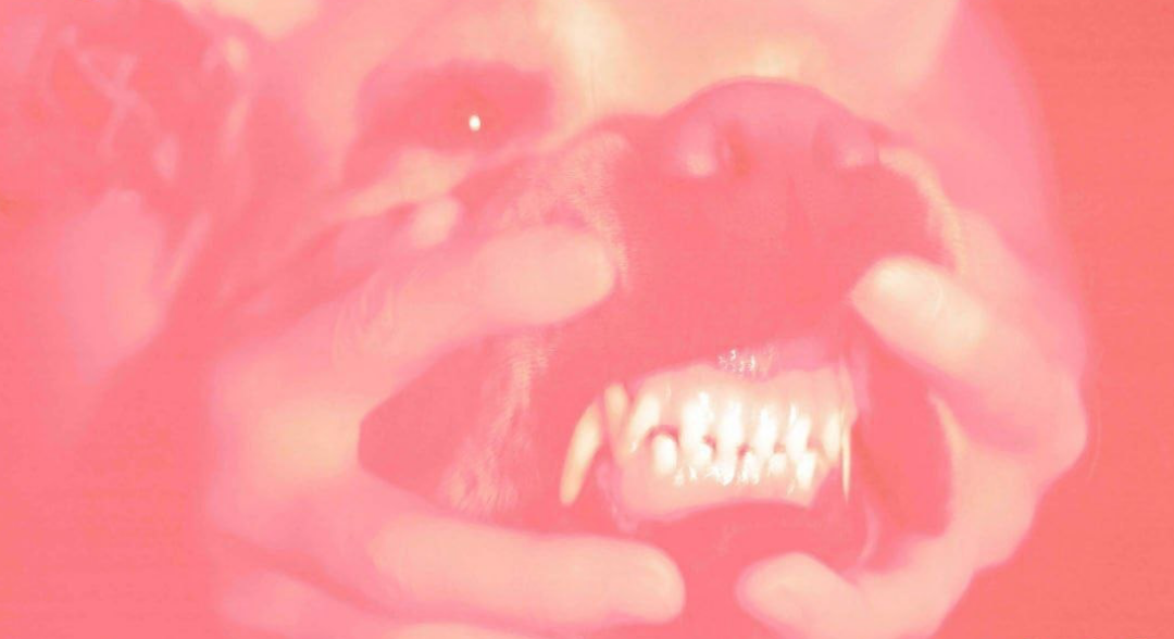 Галерея «Гараж». Ужасный пес, 22 апреля — 22 мая