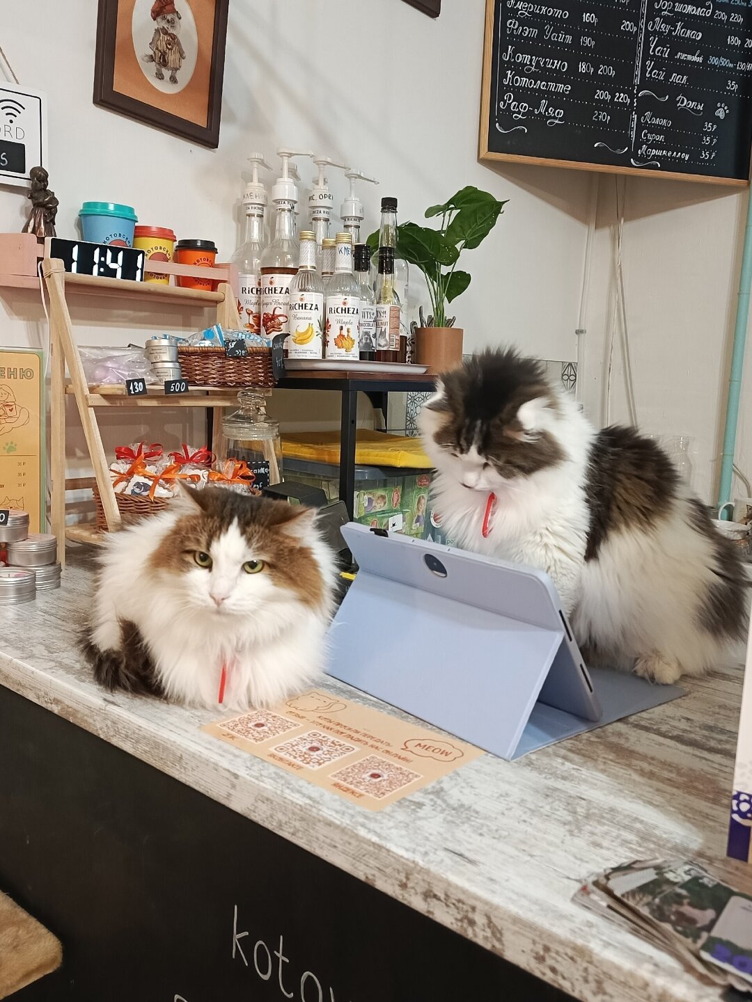 Котокафе «Котовский»