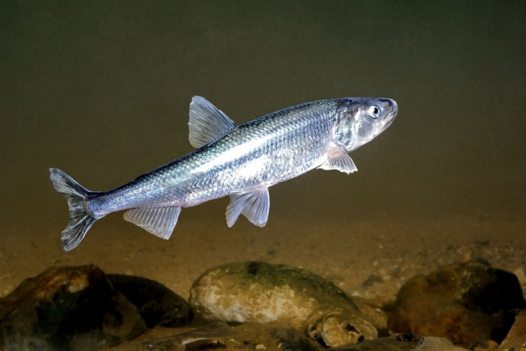 Osmerus eperlanus или Европейская Корюшка