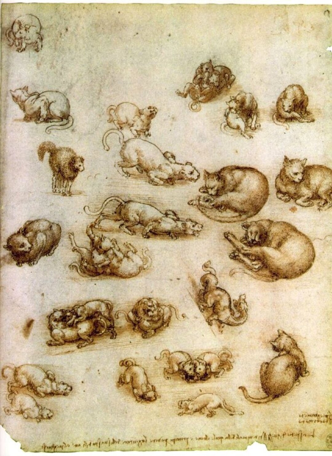 Леонардо да Винчи. Кошки, львы и дракон. 1513-1518
