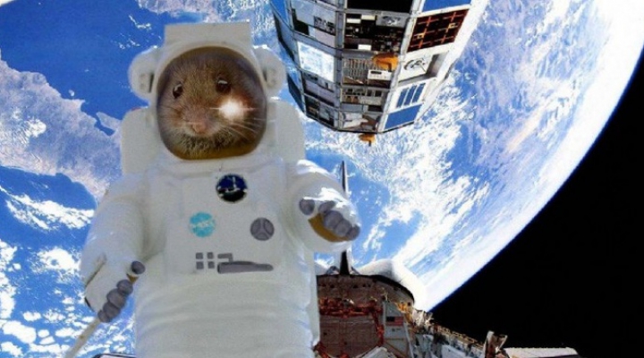 Белка космос фото Белка космос фото