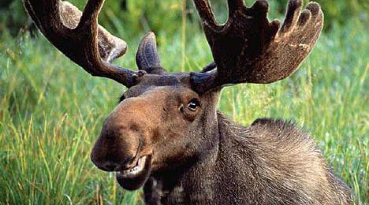 Добрый лось фото Добрый лось фото