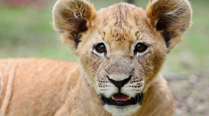 Pin on Lions, Tigers and Bears...Oh My!