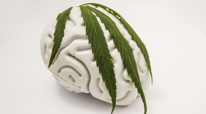 как марихуана разрушает мозг