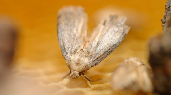 Моль огневка - найдено 90 фото