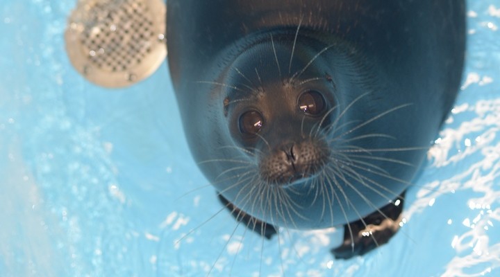 Новогоднее чудо: нерпы Крошик и Шлисик помирились и съехались
