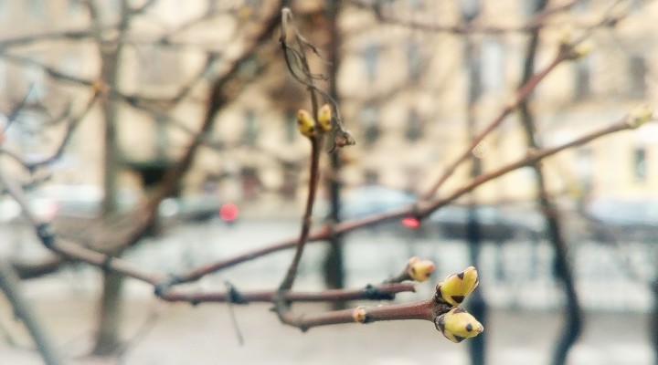 Дистом весенний пр 8 фото Дистом весенний пр 8 фото