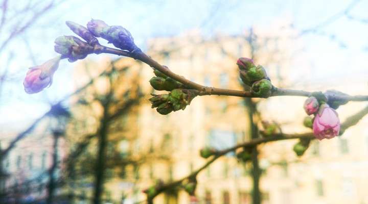 Дистом весенний пр 8 фото Дистом весенний пр 8 фото