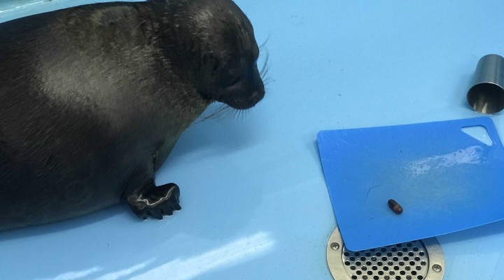 Фонд друзей балтийской нерпы показал линяющих тюленей Крошика и Шлиссика