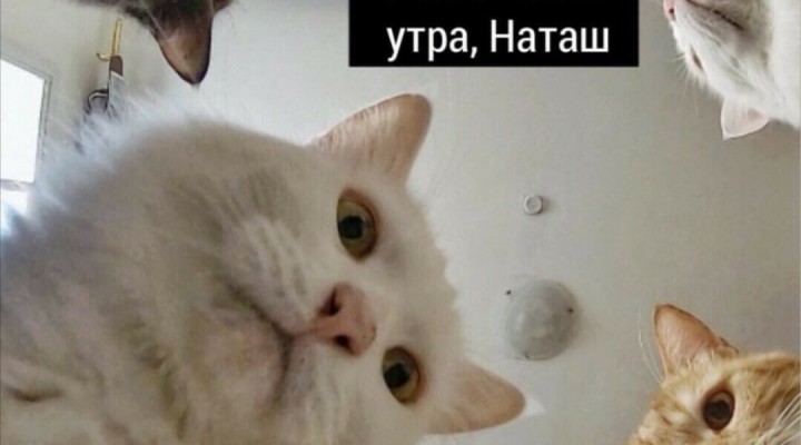 Мемы с котами без слов Мемы с котами без слов
