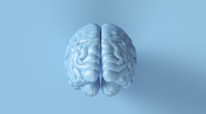 Как устроена наша память и почему держать много воспоминаний в мозгу —  плохо? Ликбез от нейрофизиолога | Sobaka.ru