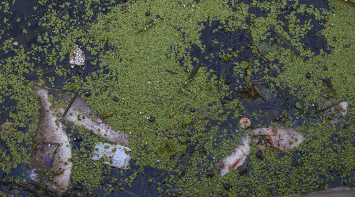 Какая рыба водится в неве фото