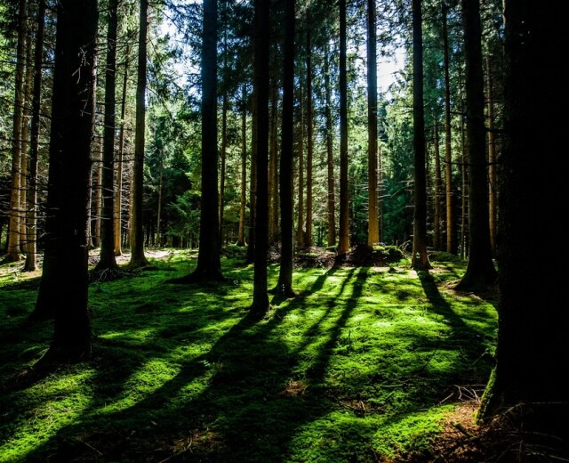 В Новосибирской области восстановили более 6 тысяч гектаров леса в 2022 году