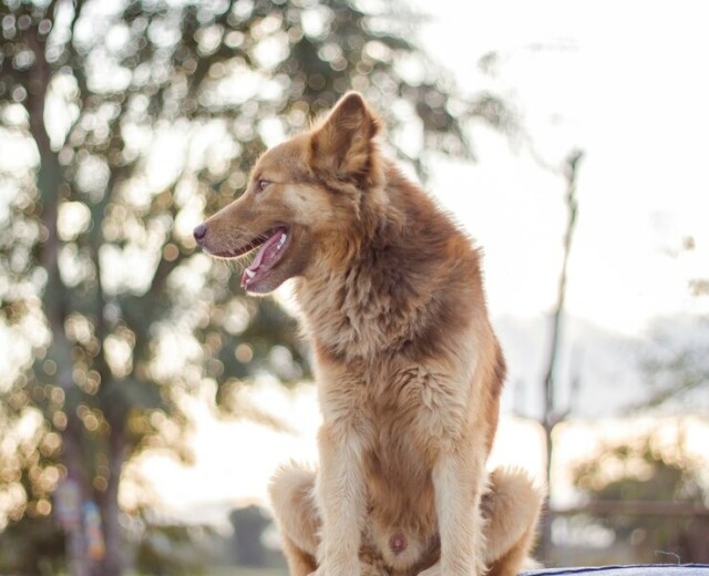 Парламент Башкортостана предлагает приравнять одичавших собак к диким животным