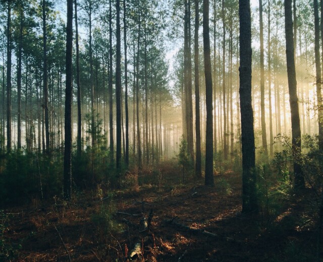Цифра дня: 14 тысяч гектаров леса восстановят в Нижегородской области