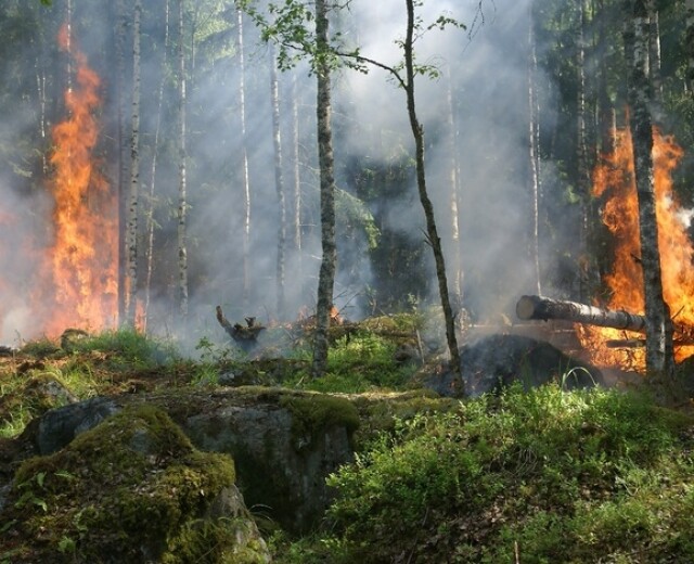Для Новосибирской области закупят спецтехнику для борьбы с лесными пожарами на 150 миллионов