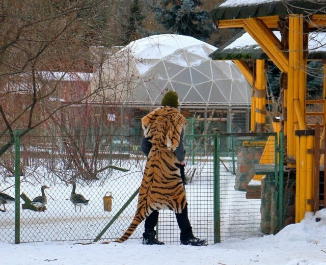 В Ленинградском зоопарке устроили погоню за мужчиной в тигриной шкуре