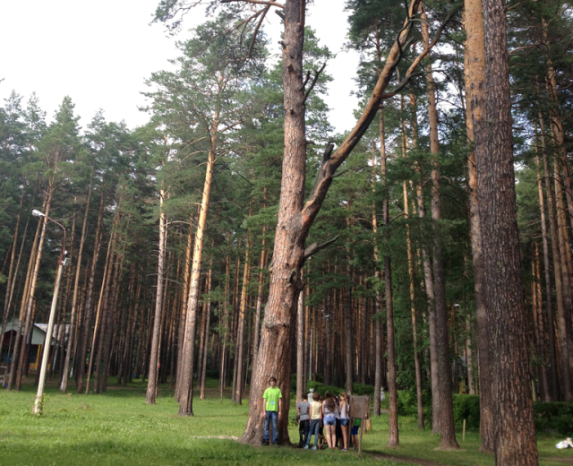 300-летняя сосна представит Новосибирскую область на конкурсе «Российское дерево года – 2023»