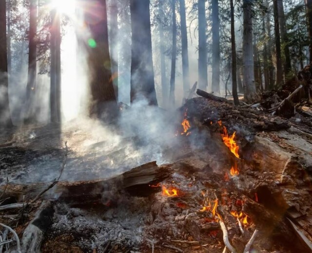 В Башкортостане зафиксировано 14 лесных пожаров