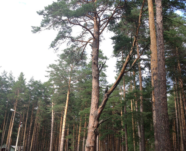 300-летняя сосна из Бердска претендует на звание главного дерева страны