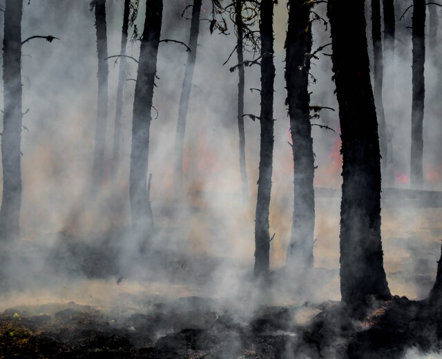 Лесной пожар в Краснокамске удалось локализовать