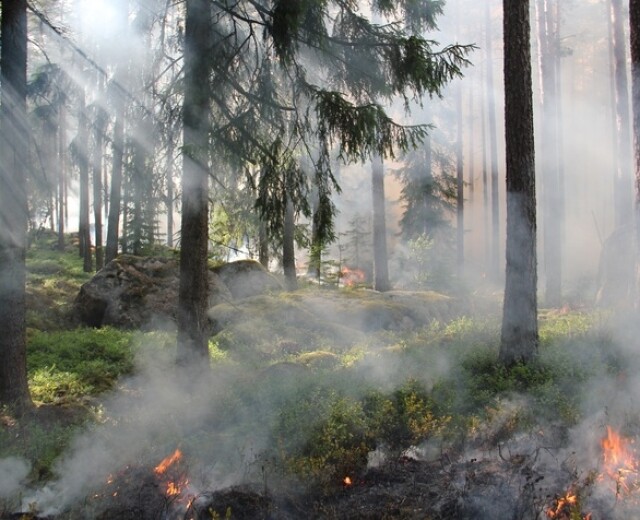 В Новосибирской области подвели итоги пожароопасного сезона