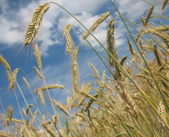 В 2023 году в Новосибирской области собрали более двух миллионов тонн зерна