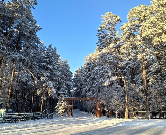 Новосибирский парк «Заельцовский бор» сохранил статус особо охраняемой природной территории регионального значения