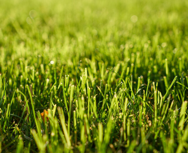 В Перми определили высоту травы в газонах
