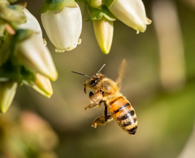 В Башкортостане пчел защитят от отравления химикатами