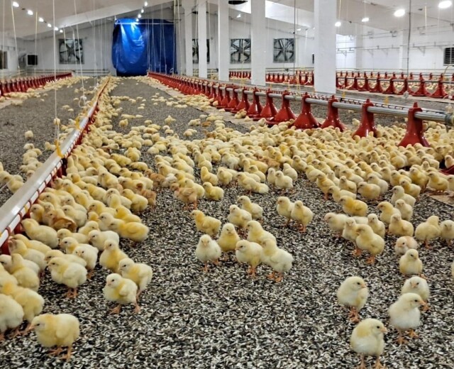 В Башкортостане увеличится производство мяса птицы