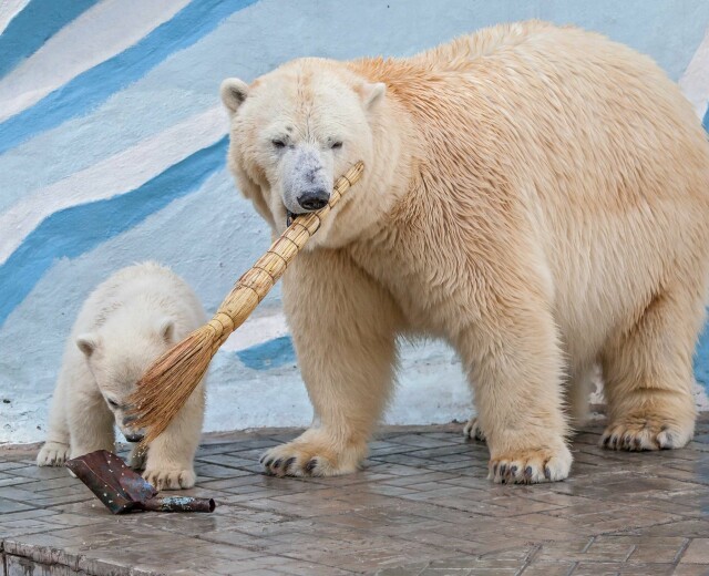 Новосибирский зоопарк имени Шило вышел в финал премии «Парки России»