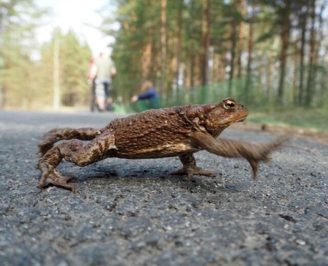 В Петербурге ищут волонтеров для помощи 15 тысячам жаб. Их нужно будет переносить через дорогу