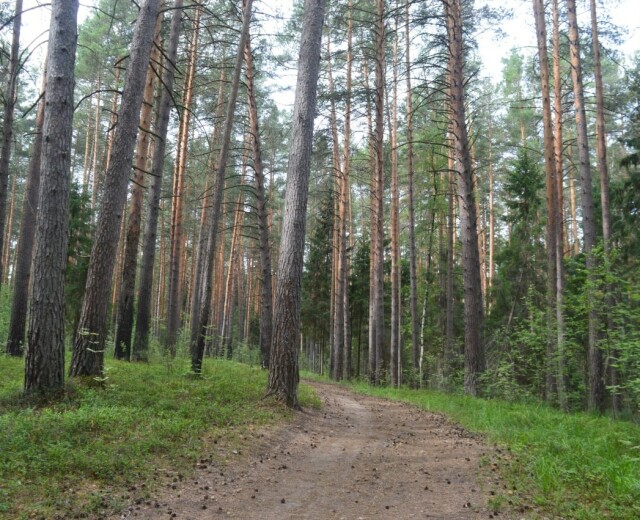 В Черняевском лесу установили туалеты