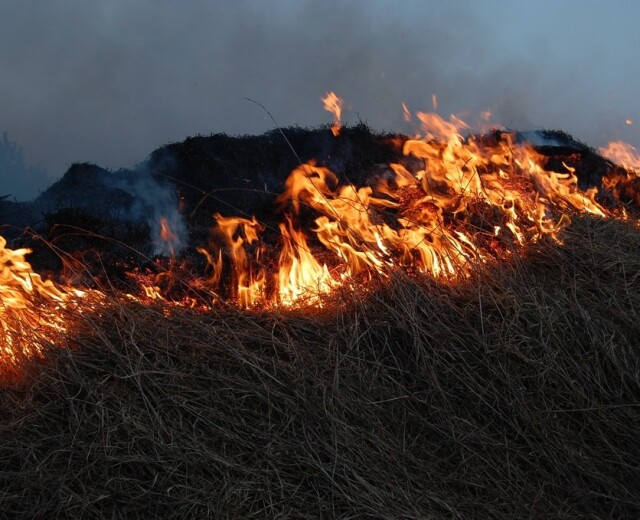 Число пожаров троекратно выросло в Новосибирской области за последнюю неделю
