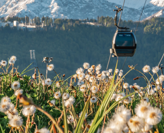 Летний отдых в горах Сочи: достопримечательности, горные тропы и альпаки!